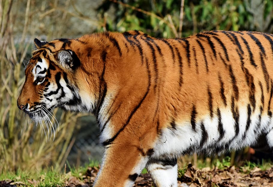 tiger, big cat, predator, wildcat, tiger head, tongue, dangerous HD wallpaper