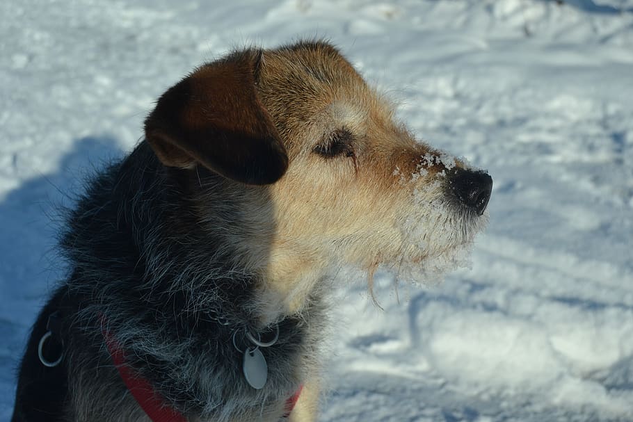 dog, snow, cold, out, winter, animal, nature, pet, cute, furry HD wallpaper