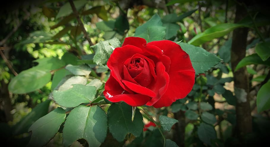 rose, flower, red, plants, love, green, red rose, beauty in nature HD wallpaper