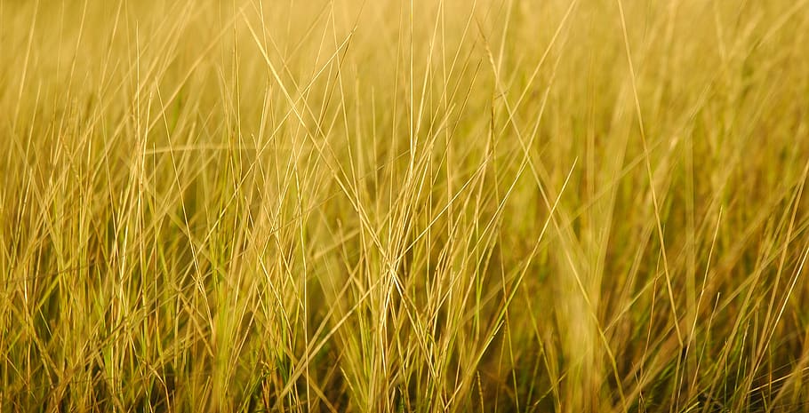 yellow, grass, landscape, plant, agriculture, crop, cereal plant HD wallpaper