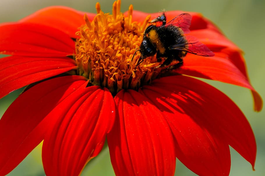 bee, insect, pollination, pollinating, fly, animal, nature HD wallpaper