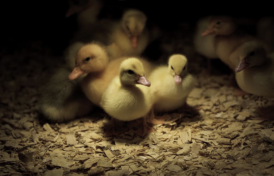 ducklings inside dim cage, young bird, young animal, group of animals HD wallpaper