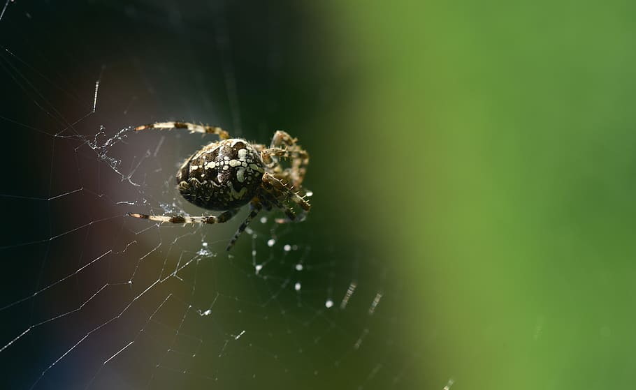 spider, araneus, cobweb, close up, nature, animal, macro, arachnid, HD wallpaper