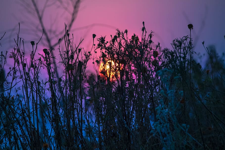 sol, plant, sky, sunset, beauty in nature, tree, growth, no people HD wallpaper
