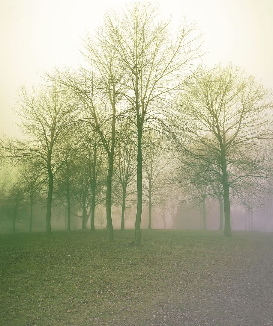 tree, plant, tranquility, tranquil scene, beauty in nature HD wallpaper