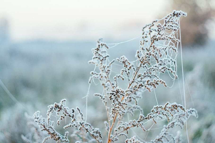 selective focus photo of plant, nature, ice, outdoors, snow, frost, HD wallpaper