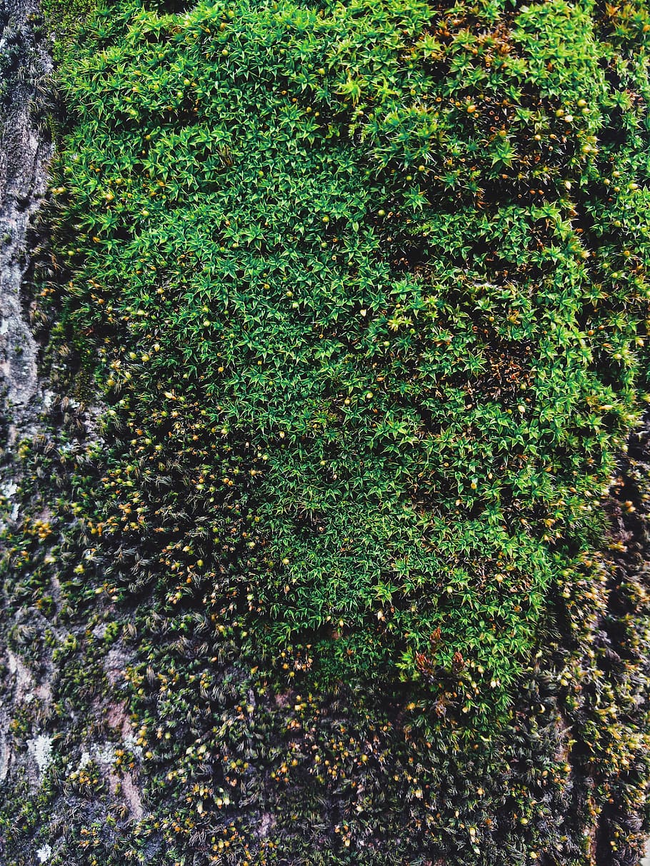 green moss covered rock, colombia, bogotá, ivy, plant, flora HD wallpaper
