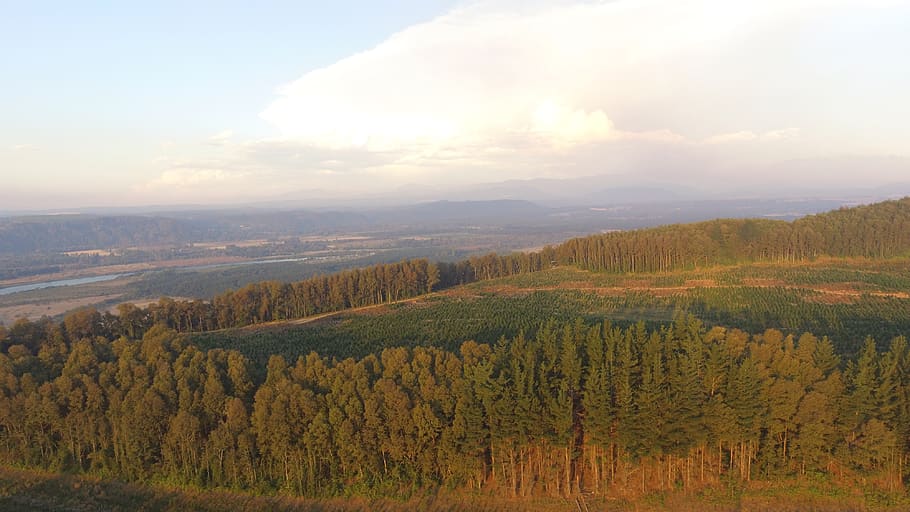 chile, forest, south, mountains, unesco, nature, trees, sky HD wallpaper