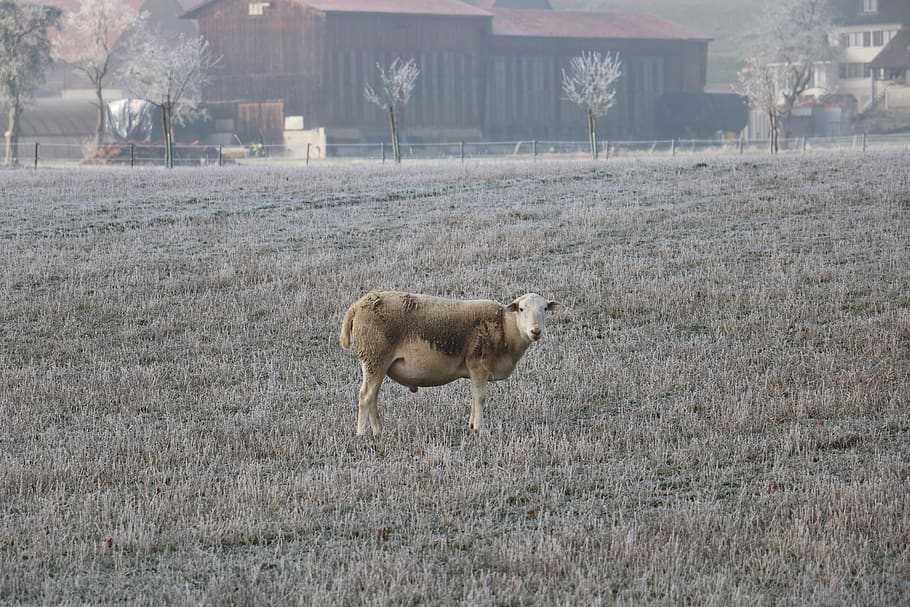 sheep, animal, winter, animal themes, mammal, vertebrate, domestic animals HD wallpaper