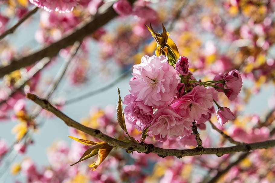 tree, pink, cherry, spring, flower, branch, colors, nature HD wallpaper