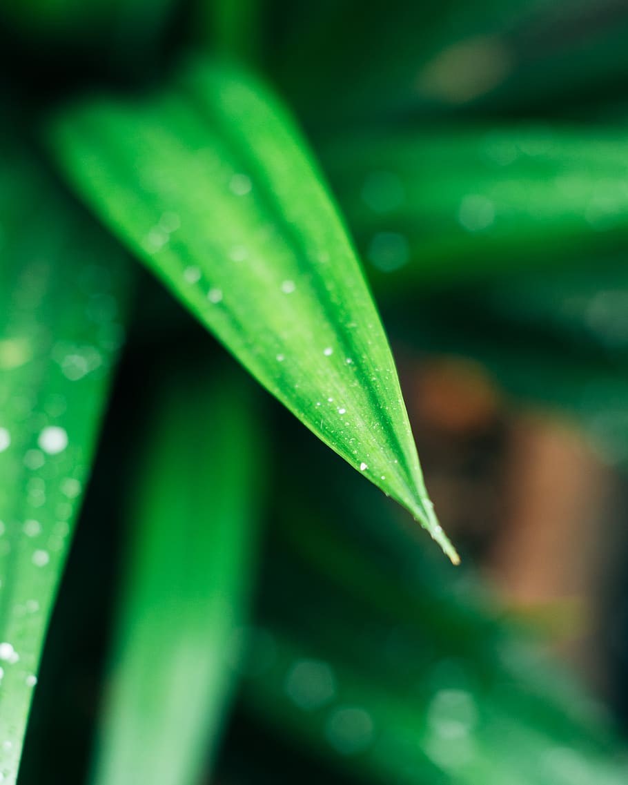 nature-leaf-rain-green Green leaf wallpaper, Hd cool wallpapers, Leaf wallpaper