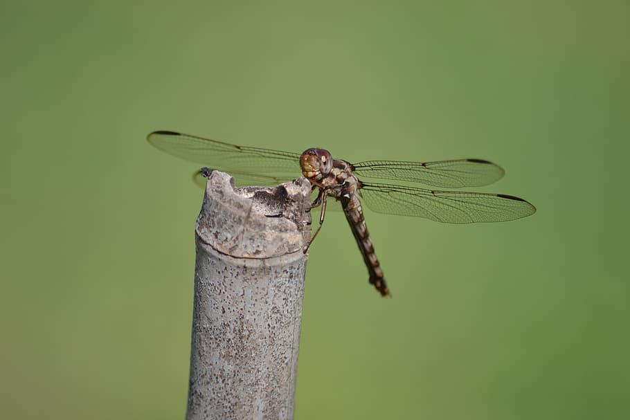 dragonfly, insect, invertebrate, animal themes, animal wing HD wallpaper