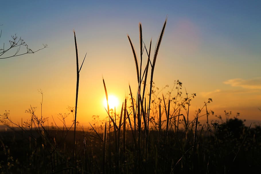 sunset, in the evening, horizon, sky, nature, atmosphere, summer HD wallpaper