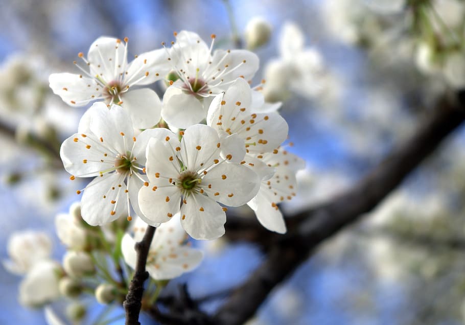 flowers, spring, nature, bloom, tree, plant, flowering plant HD wallpaper