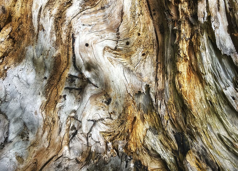 tree, plant, tree trunk, wood, texture, wooden, switzerland HD wallpaper