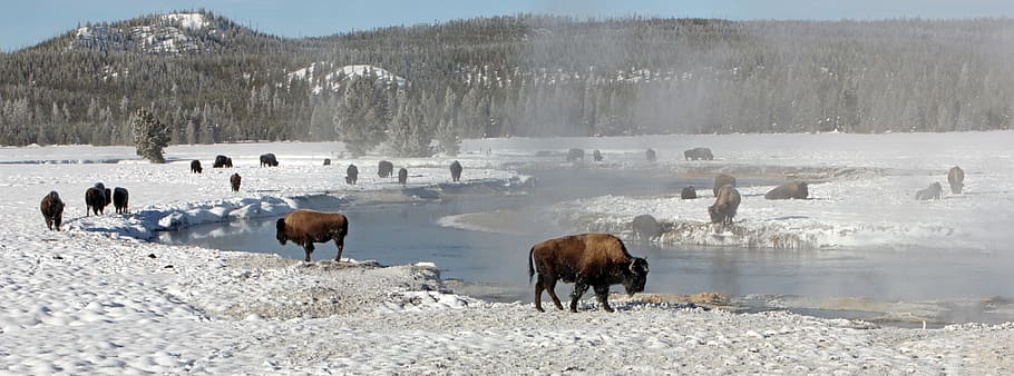 buffalo, bison, animal, wild, nature, jungle, winter, ice, snow, HD wallpaper