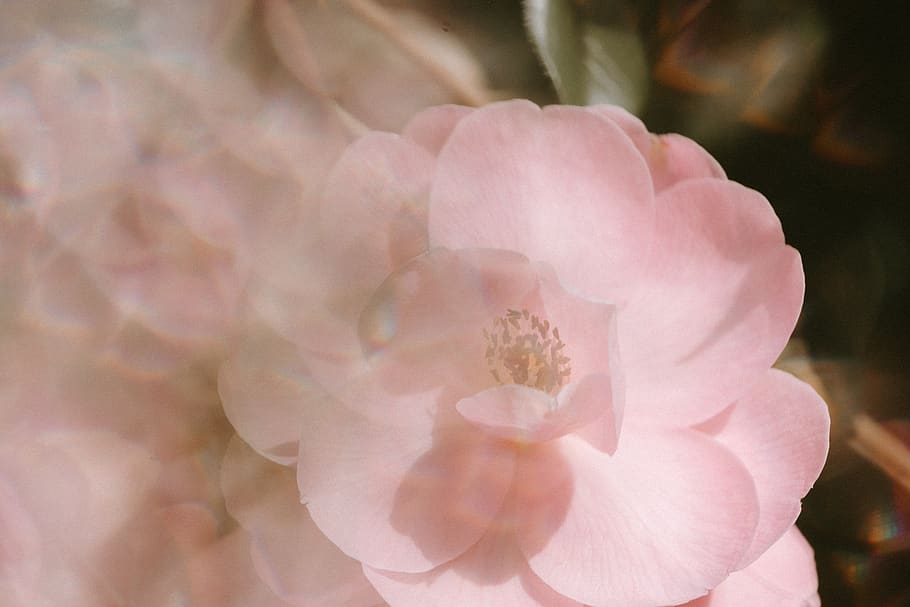 pink flower, flowering plant, vulnerability, beauty in nature HD wallpaper
