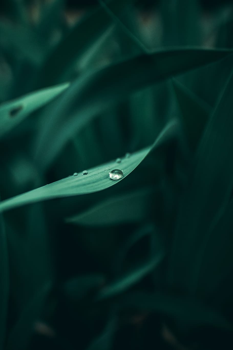 water dew on leaf, close-up, selective focus, no people, green color HD wallpaper