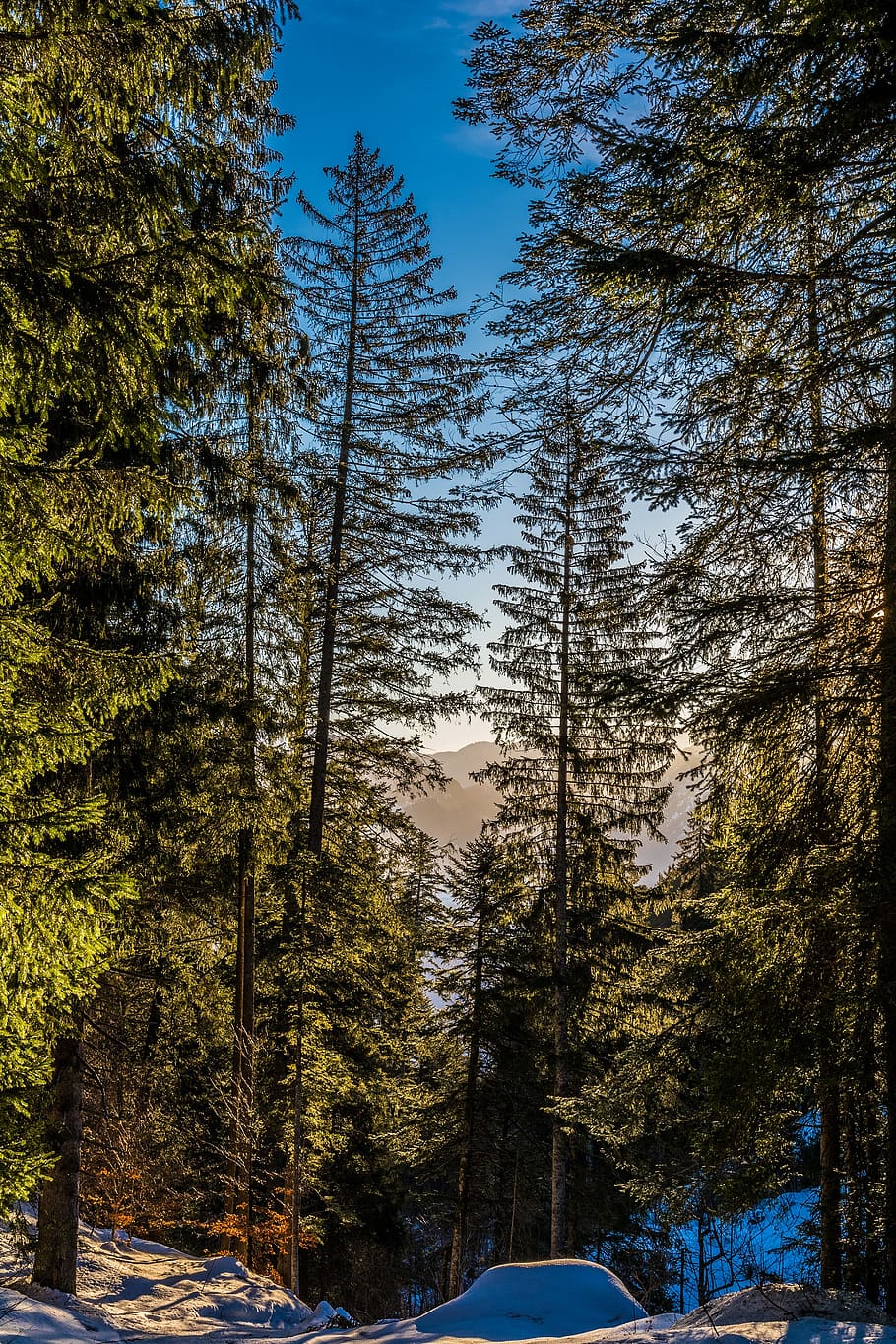 landscape, winter, trees, conifers, light and shadow, nature HD wallpaper