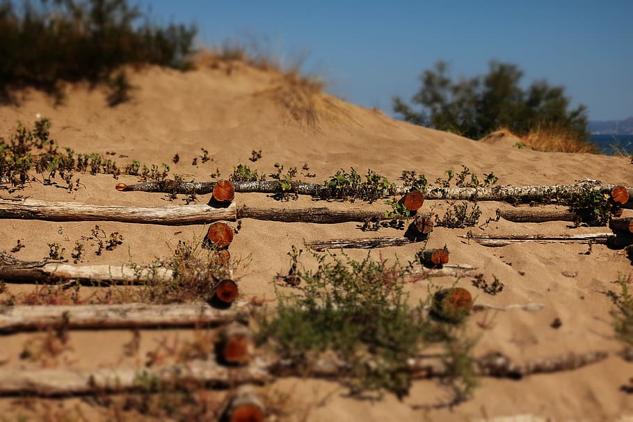 Brown Soil, beach, logs, sand, tilt shift, land, plant, nature HD wallpaper