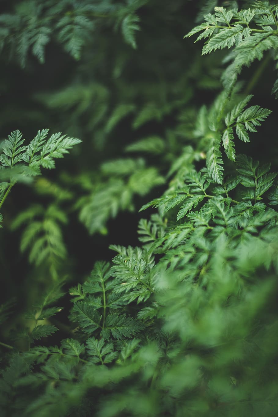 tree, trees, plant, plants, green, leaf, leaves, fern, dark HD wallpaper