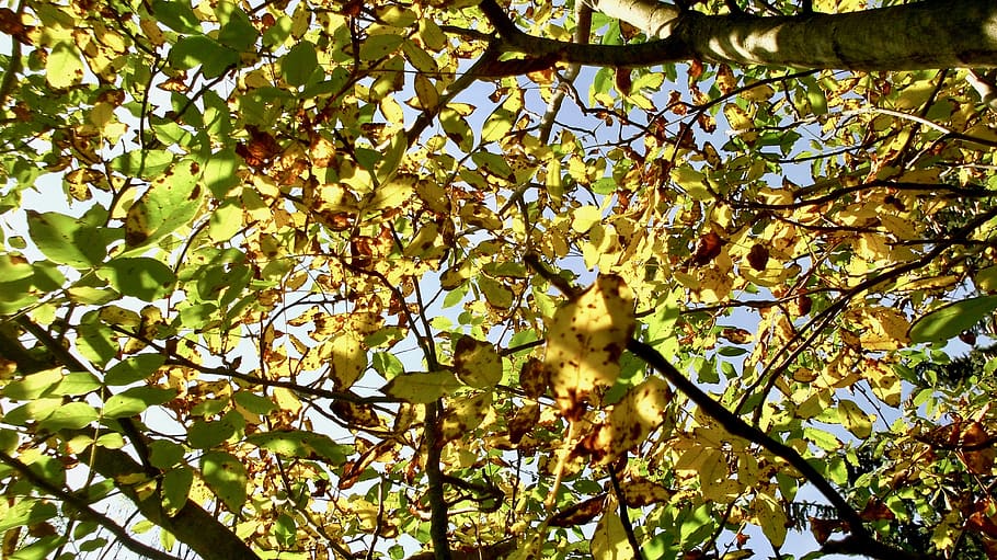 colorful, nut, fall, autumn, leaf, tree, plant, branch, low angle view HD wallpaper