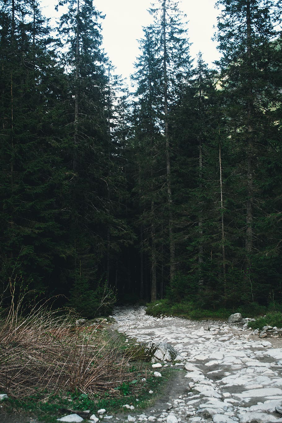 forest, mountain, mountains, way, road, stone, rock, tree, trees HD wallpaper