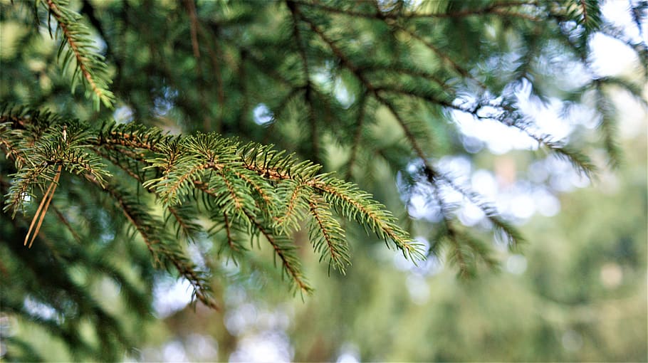 fir tree, nature, forest, landscape, trees, mystical, vote HD wallpaper