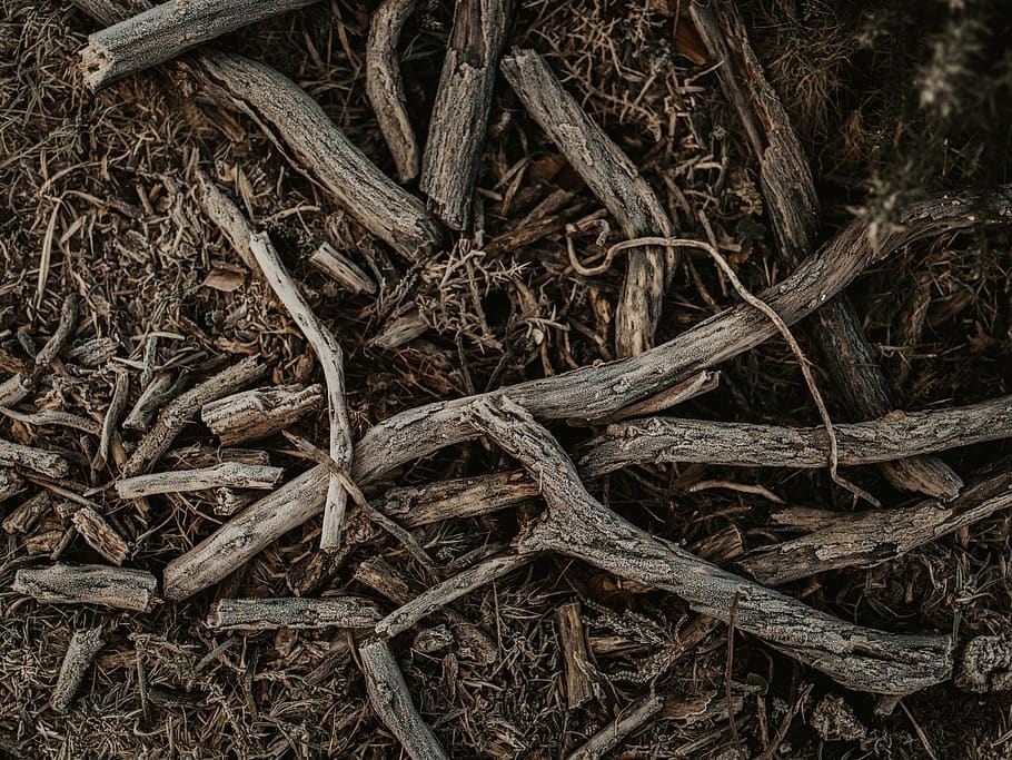 wood logs on ground, plant, root, snake, animal, reptile, texture HD wallpaper