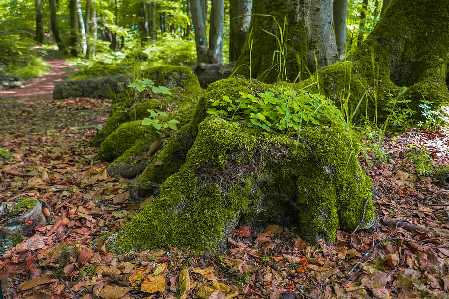 forest, tree trunks, moss, plant, growth, green color, land HD wallpaper