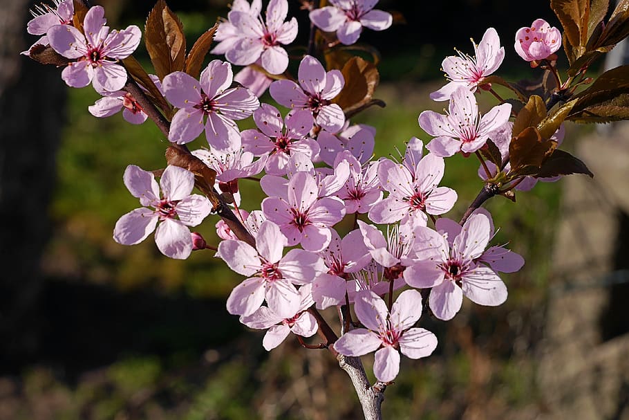 spring, flowers, tree blossoms, cherry, japanese cherry, pink HD wallpaper