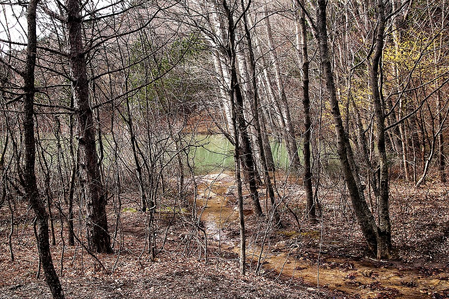 forest, woods, trees, branches, lake, spring, rural, land, plant HD wallpaper
