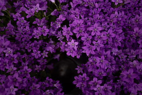 Anime Cute Girl In Purple Flower Garden iPhone 8 Wallpapers Free Download