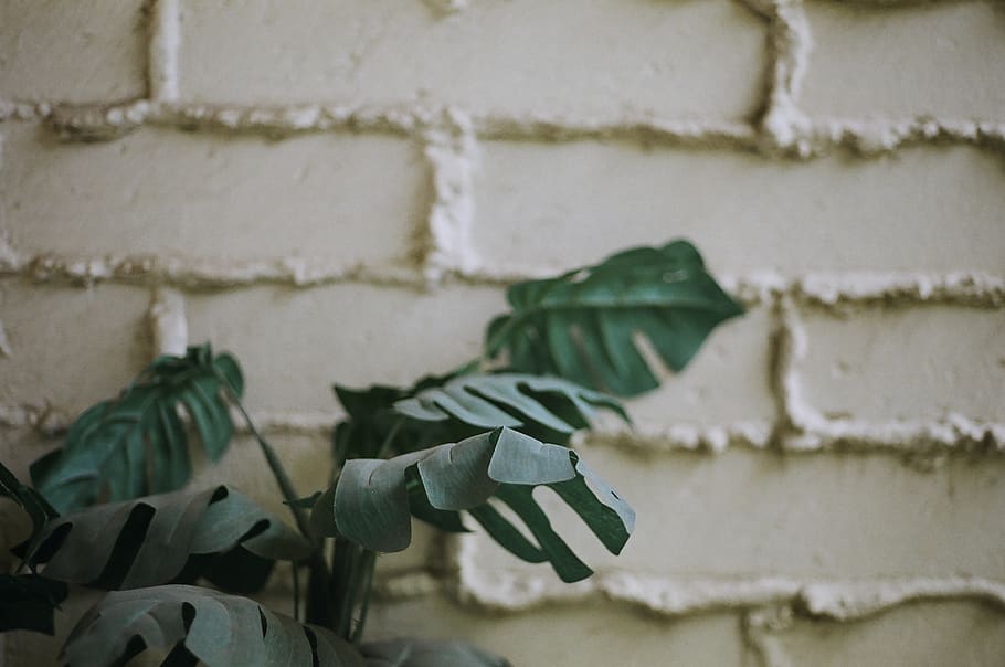 green-leafed plant, architecture, no people, wall - building feature HD wallpaper