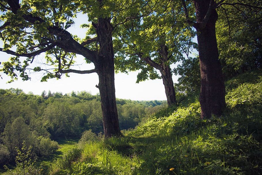 trees, forest, summer, green, plant, growth, tranquility, beauty in nature HD wallpaper
