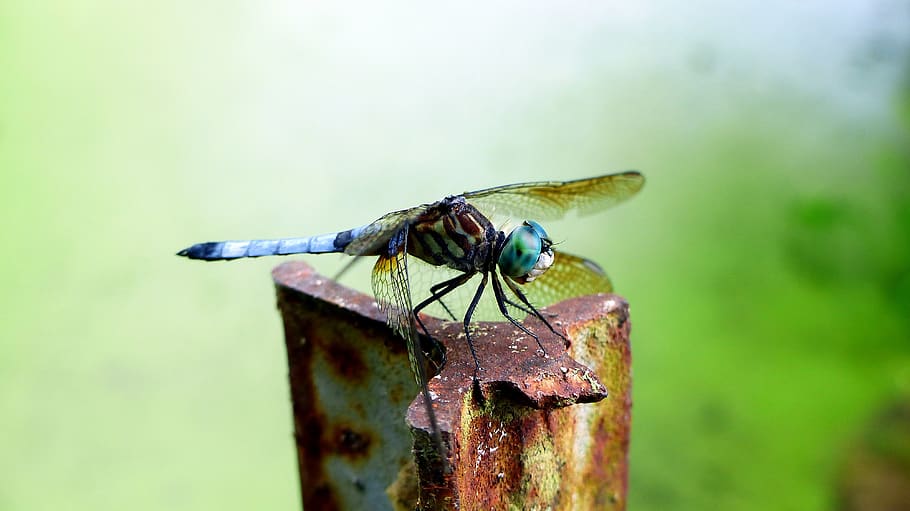 dragonfly, insect, green, blue, animals, wings, wild, legs HD wallpaper