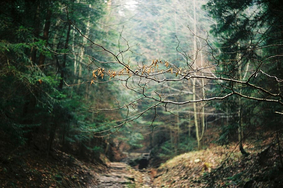 forest, tree, plant, land, tranquility, nature, branch, woodland HD wallpaper