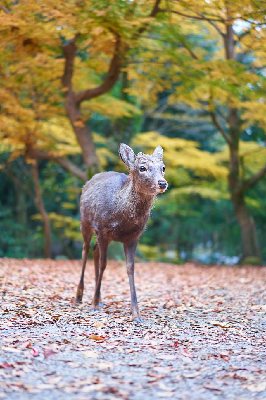 brown deer near trees, animal, animal themes, one animal, mammal HD wallpaper