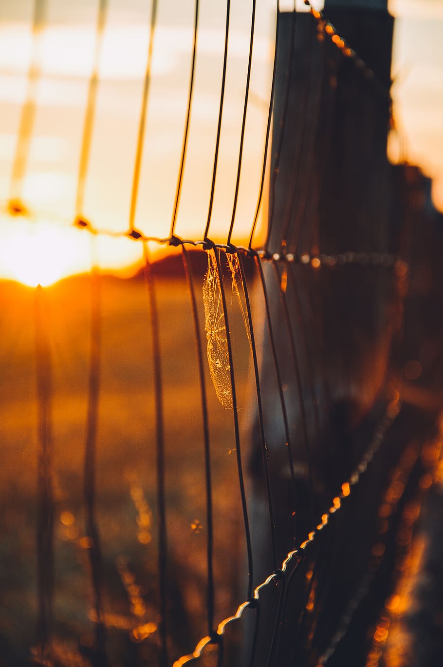 Brown and Black Fence, meadow, sunset, close-up, selective focus HD wallpaper