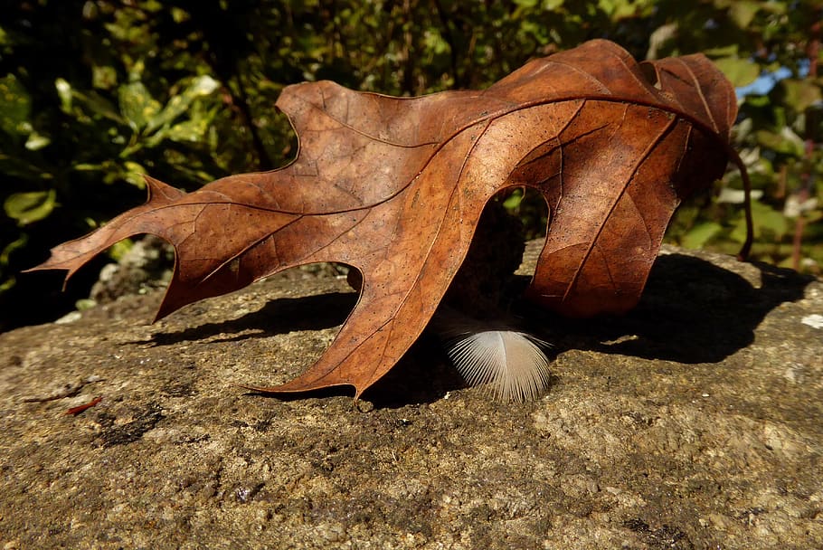autumn, leaves, feather, rock, textures, crisp, brown, nature HD wallpaper
