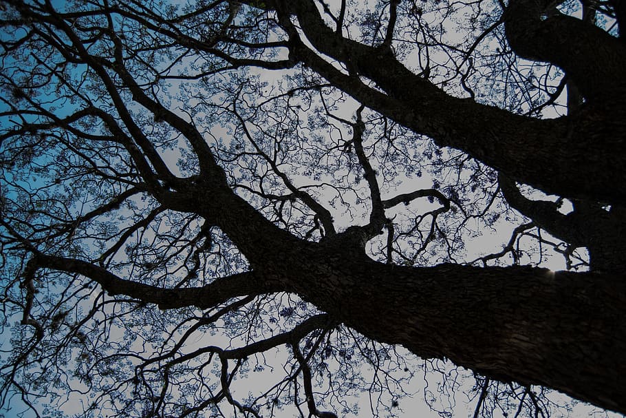 tree, purple, bark, landscape, nature, clouds, beautiful, night, HD wallpaper