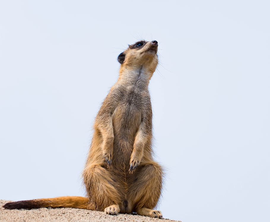 desert, air, blue, watch, animal, animal wildlife, mammal, one animal HD wallpaper
