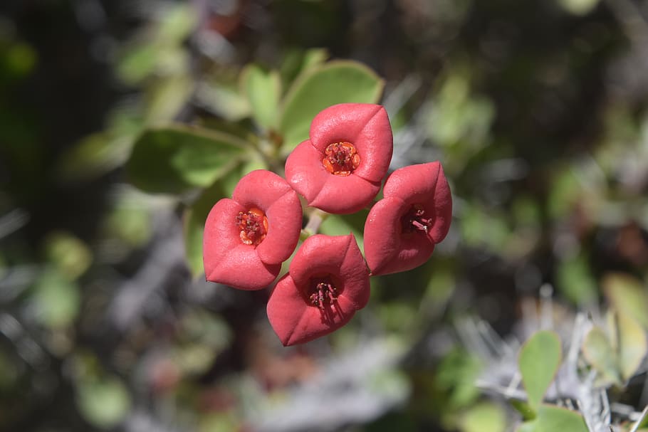 exappiah, flower, growth, plant, focus on foreground, freshness HD wallpaper