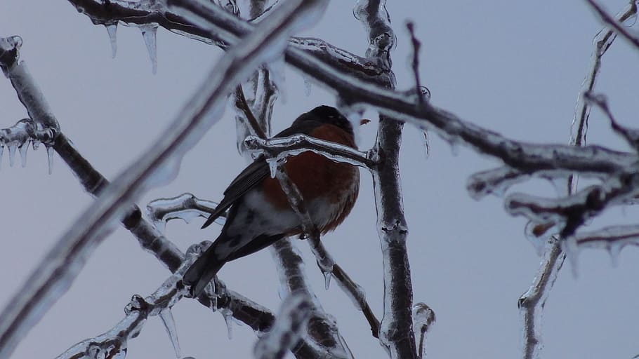 icing, winter, bird, frozen, tree, perching, animals in the wild HD wallpaper