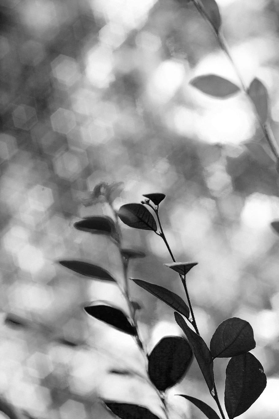 trees, bokeh, branch, leaf, black, white, nature, hexagon, growth HD wallpaper