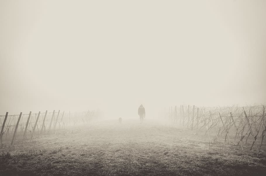 walk, walkming, man, human, activity, fog, mist, land, nature, HD wallpaper