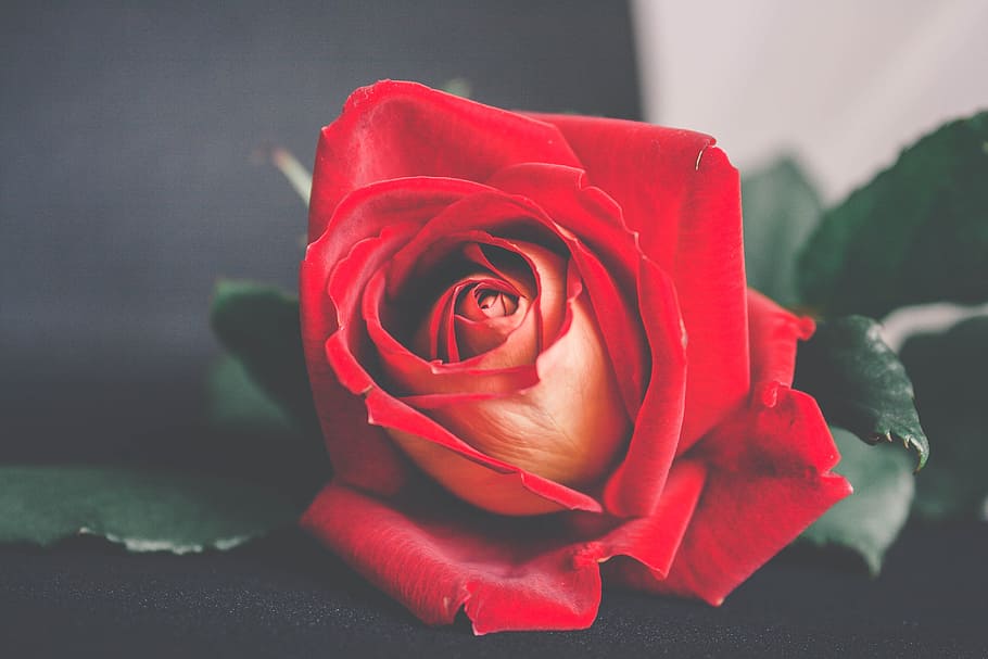 Shallow Focus Photography of Red Flower, affection, anniversary HD wallpaper