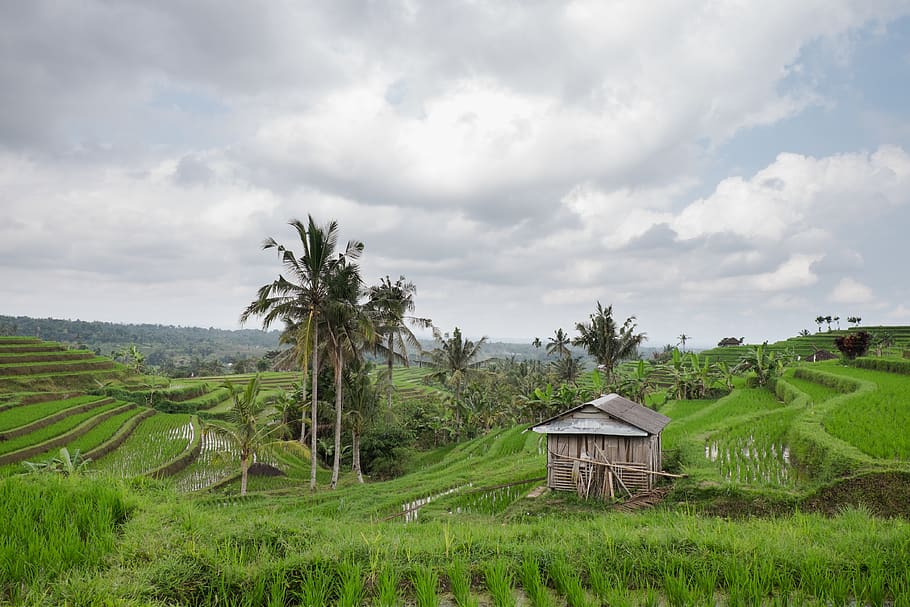 cabin in crop field, plant, cloud - sky, landscape, environment HD wallpaper