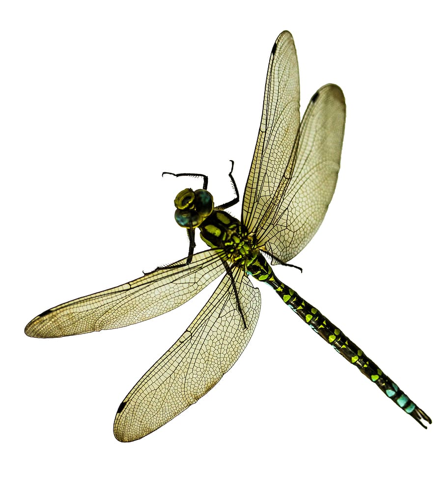 macro, wild, insect, fly, animal, nature, jungle, studio shot HD wallpaper