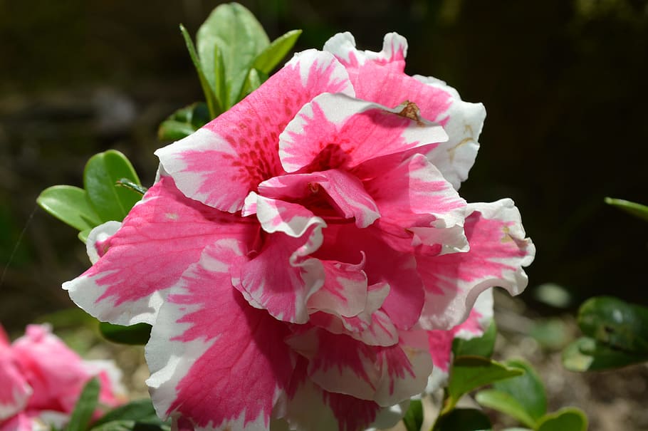 flower, rosa, green, flowering plant, petal, fragility, vulnerability HD wallpaper